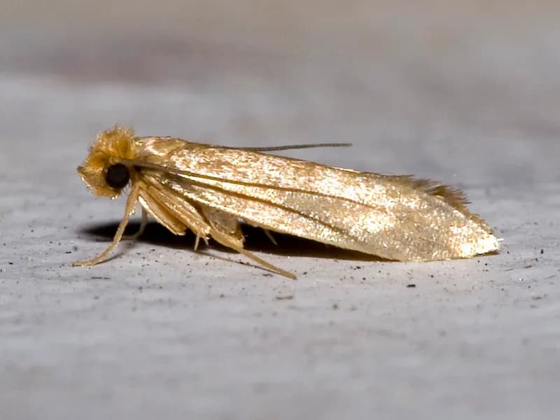 Clothes moth — moth treatment for wool, cashmere and fine rugs in Chicago