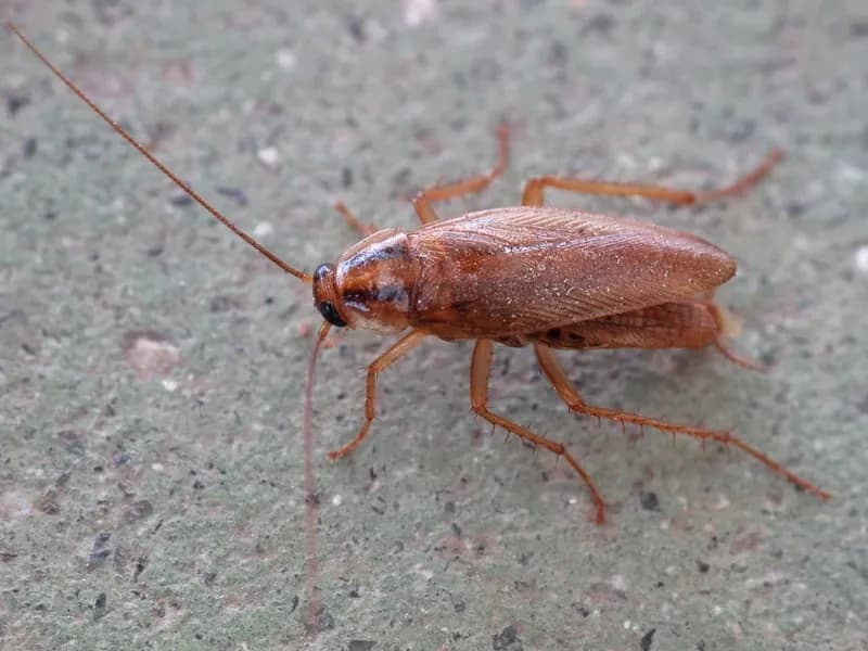 Roaches