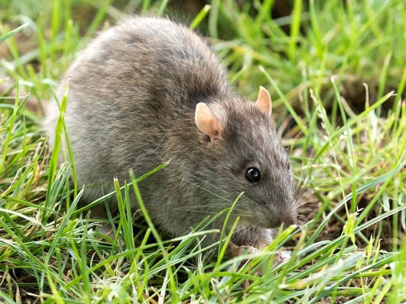 Mice & Rats